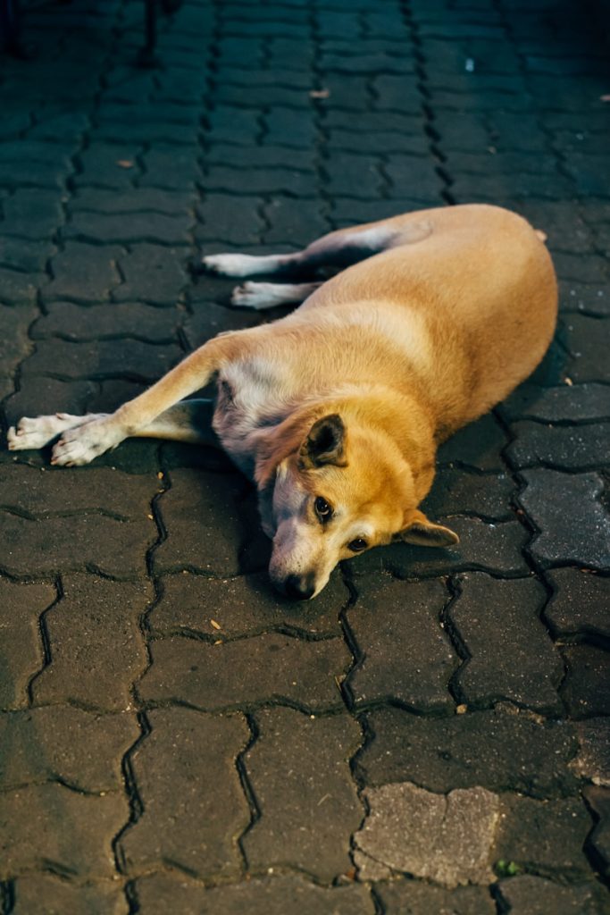 Mauritius stray dogs perception challenges society’s compassion